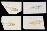 Lot: Green River Fossil Fish - Pieces #81291-3